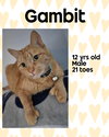 GAMBIT