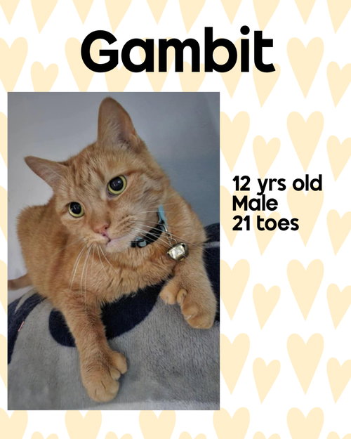 GAMBIT, Senior Domestic Short Hair / Mixed (short coat), cat for adoption in Valley Stream, New York