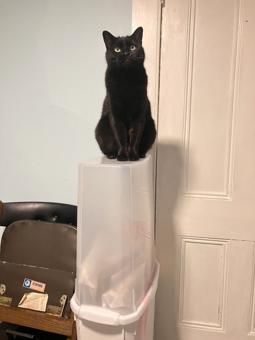 JOBBY, an adoptable Domestic Short Hair in Holbrook , NY