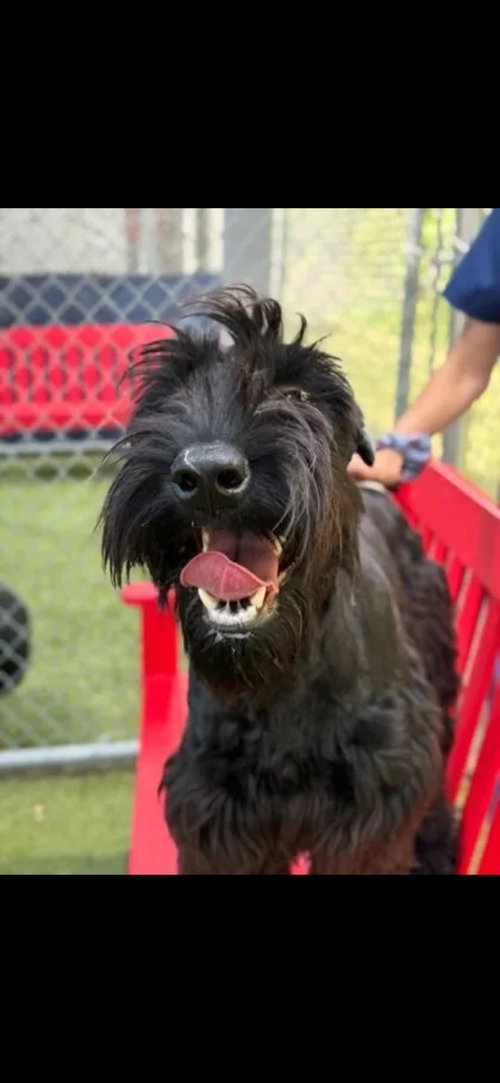 YANEY, an adoptable Giant Schnauzer in Holbrook , NY