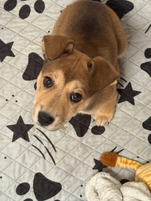 ELIZABETH, an adoptable Labrador Retriever in Holbrook , NY