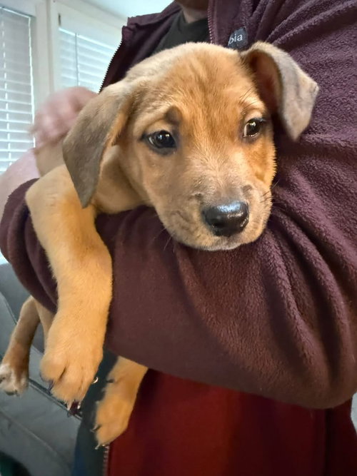 KINGSLEY, an adoptable Labrador Retriever in Holbrook , NY