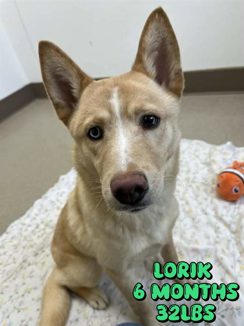 LORIK