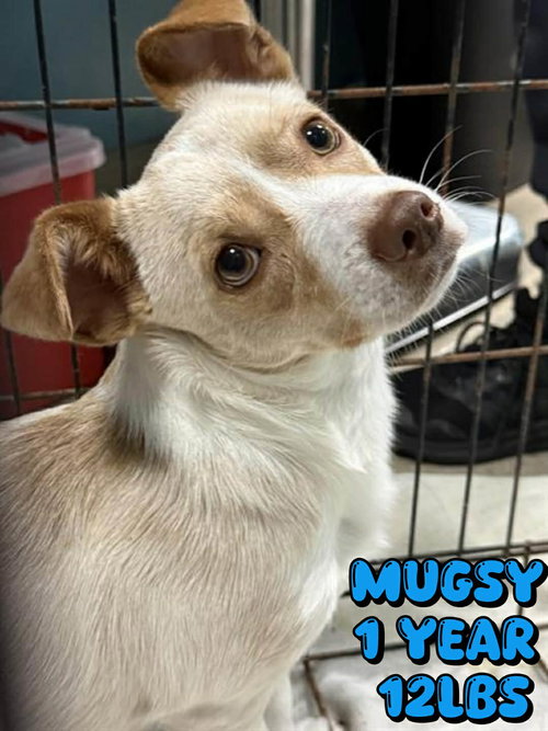 MUGSY