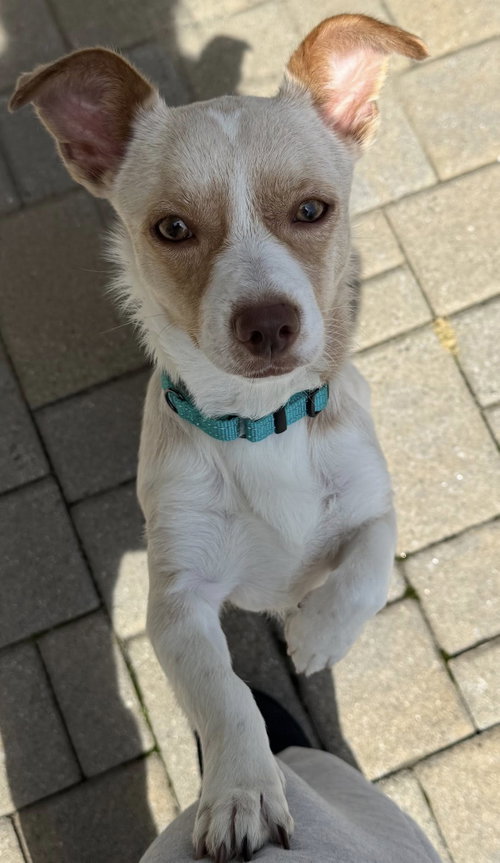 MUGSY, an adoptable Chihuahua in Holbrook , NY