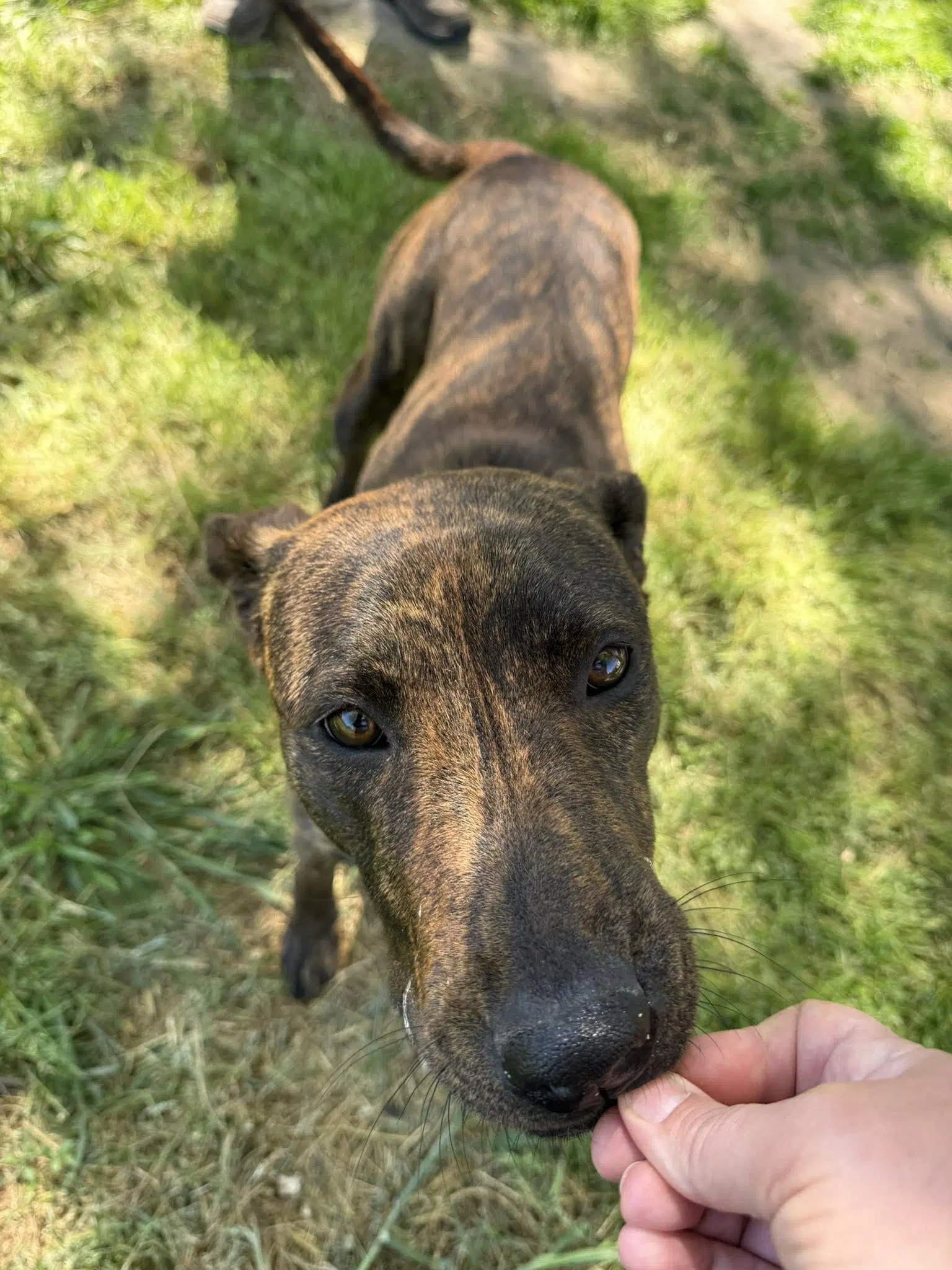 Casanova - Plott Hound