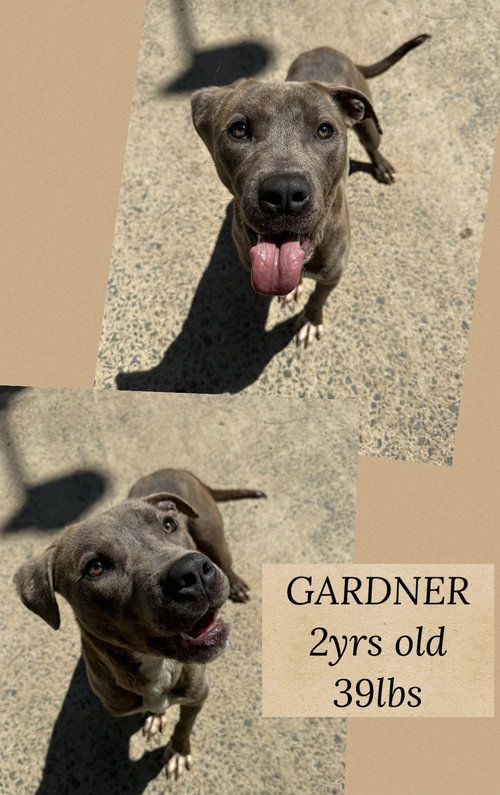 GARDNER