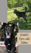 DABO