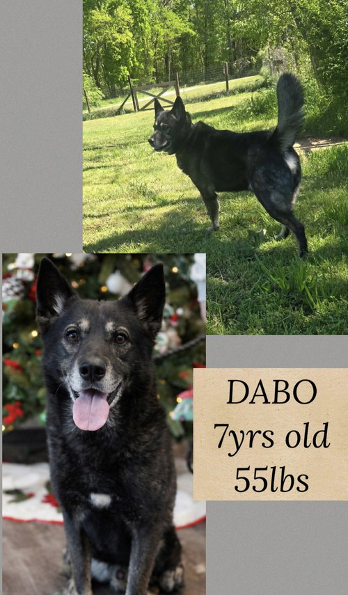 DABO