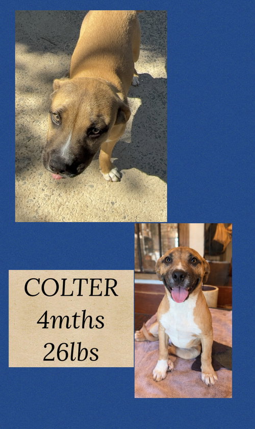 COLTER