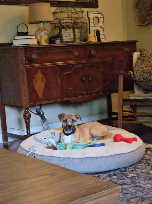 COLTER, an adoptable Terrier in Holbrook , NY