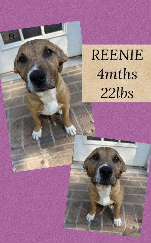 REENIE