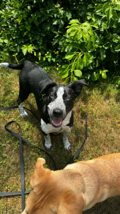 Tilly photo 6