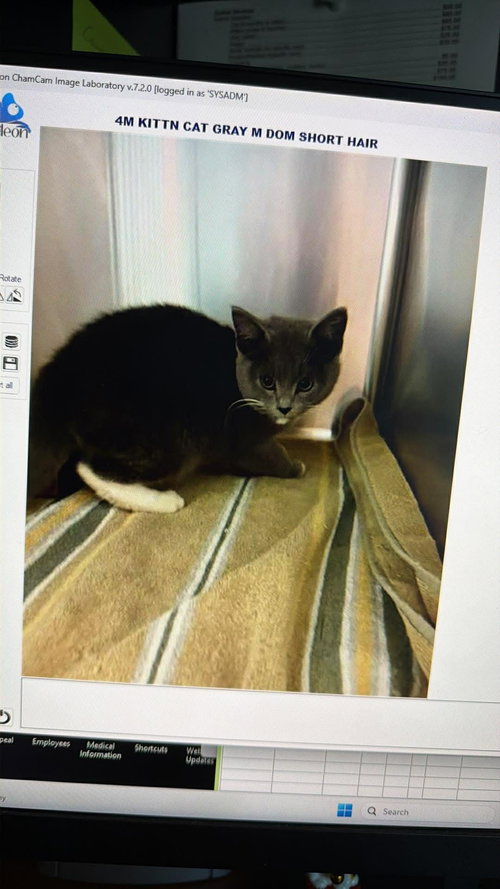 MILO, Young Domestic Short Hair / Mixed (short coat), cat for adoption in Valley Stream, New York