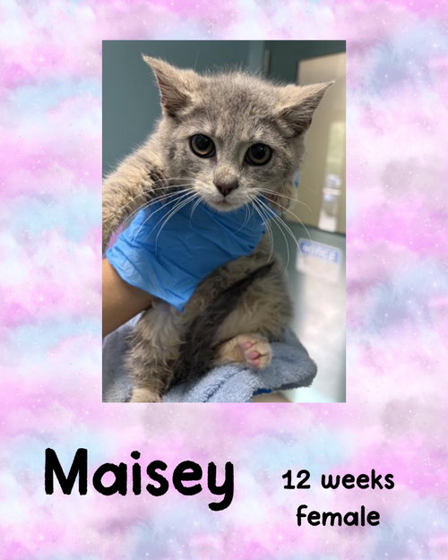 MAISEY, Young Domestic Short Hair / Mixed (short coat), cat for adoption in Valley Stream, New York