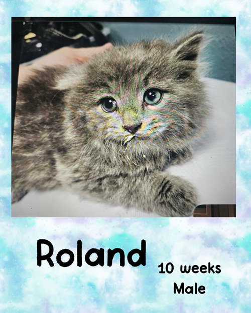 ROLAND, Young Domestic Medium Hair / Mixed (medium coat), cat for adoption in Valley Stream, New York