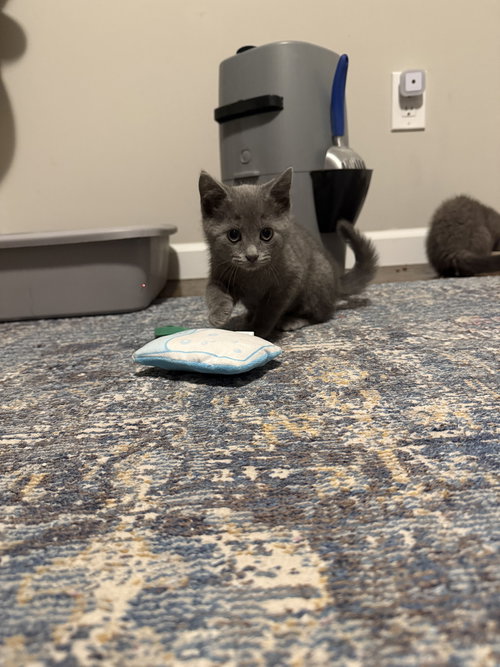 RUPERT, Young Domestic Short Hair / Mixed (short coat), cat for adoption in Holbrook , New York
