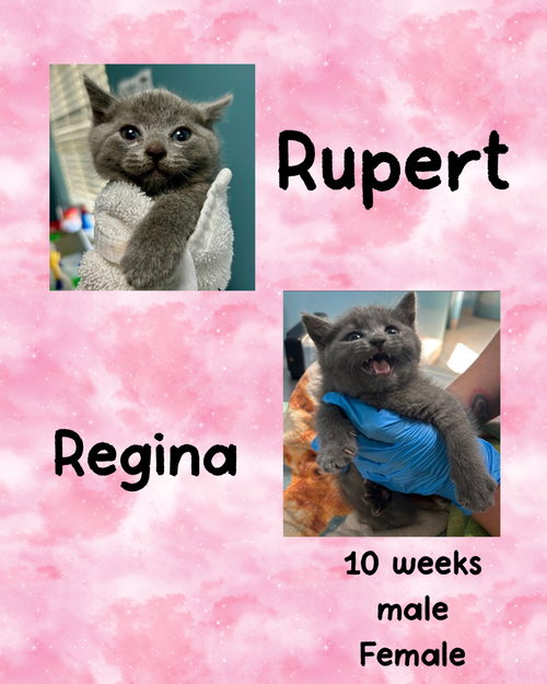 REGINA, Young Domestic Short Hair / Mixed (short coat), cat for adoption in Valley Stream, New York