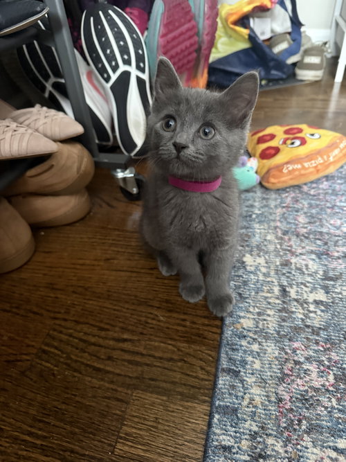 REGINA, Young Domestic Short Hair / Mixed (short coat), cat for adoption in Holbrook , New York