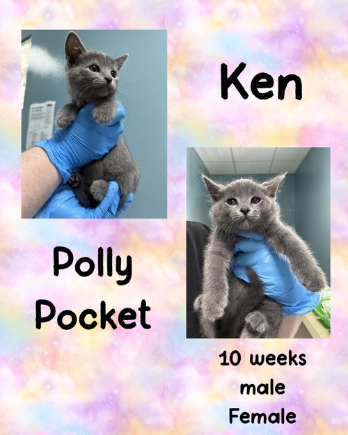 POLLY POCKET, Young Domestic Short Hair / Mixed (short coat), cat for adoption in Valley Stream, New York