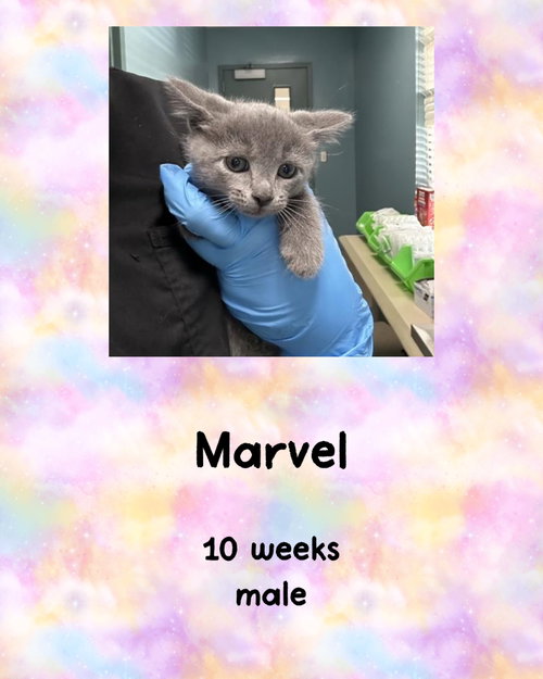 MARVEL, Young Domestic Short Hair / Mixed (short coat), cat for adoption in Valley Stream, New York