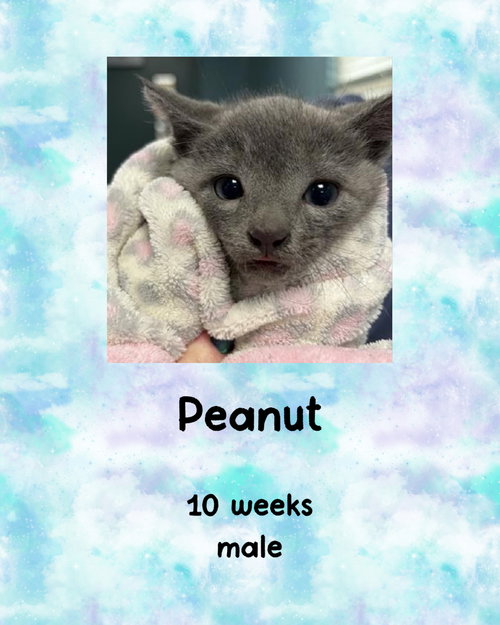 PEANUT, Young Domestic Short Hair / Mixed (short coat), cat for adoption in Valley Stream, New York