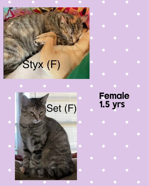 SET, Adult Domestic Short Hair / Mixed (short coat), cat for adoption in Valley Stream, New York