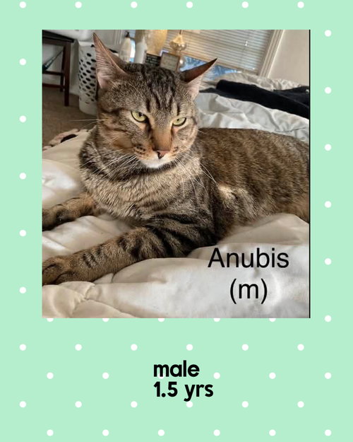 ANUBIS, Adult Domestic Short Hair / Mixed (short coat), cat for adoption in Valley Stream, New York