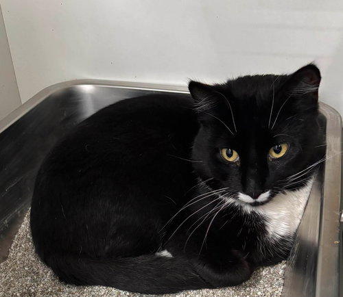 DOMINO, Adult Domestic Short Hair / Mixed (short coat), cat for adoption in Valley Stream, New York