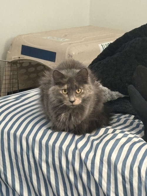 PEARL, Adult Domestic Medium Hair / Mixed (medium coat), cat for adoption in Valley Stream, New York