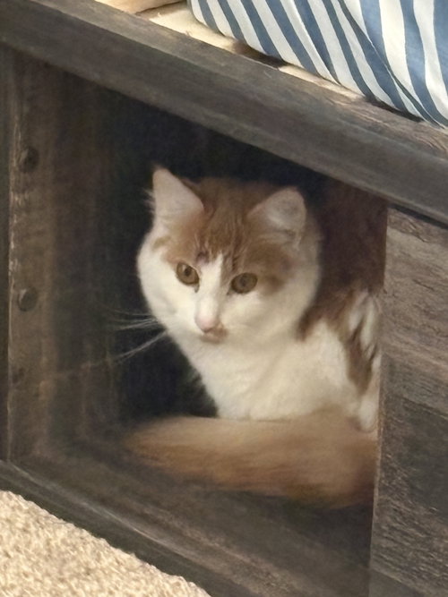 DINAH, Young Domestic Medium Hair / Mixed (medium coat), cat for adoption in Valley Stream, New York