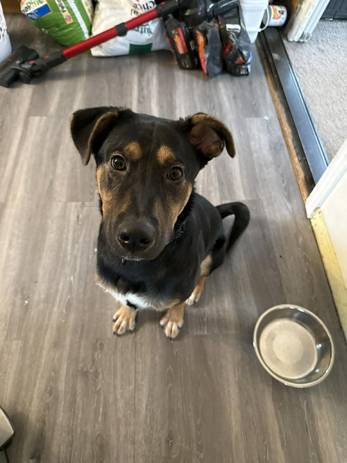 BLIPPI, an adoptable Unknown breed in Holbrook , NY