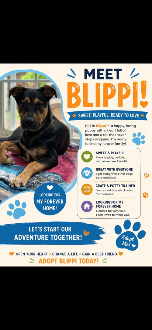 BLIPPI photo 3
