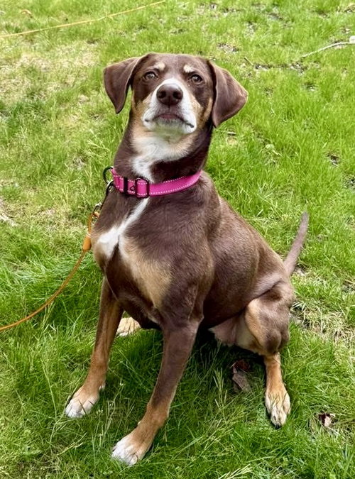 FALLON, an adoptable Beagle in Holbrook , NY