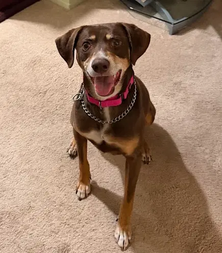 Fallon - Hound