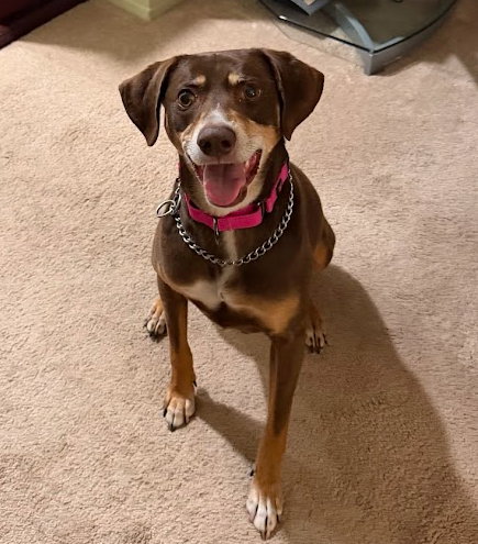 FALON, an adoptable Hound in Holbrook , NY