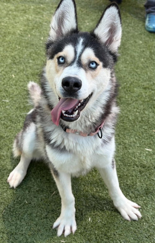 GRIFFIN, an adoptable Husky in Holbrook , NY