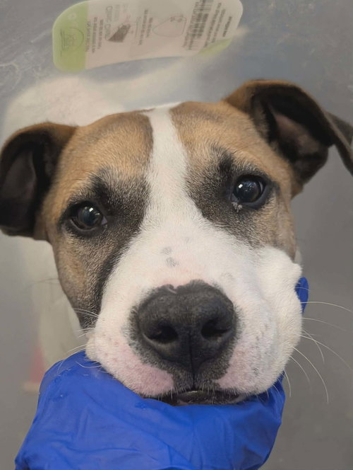 LUNA, an adoptable Unknown breed in Holbrook , NY