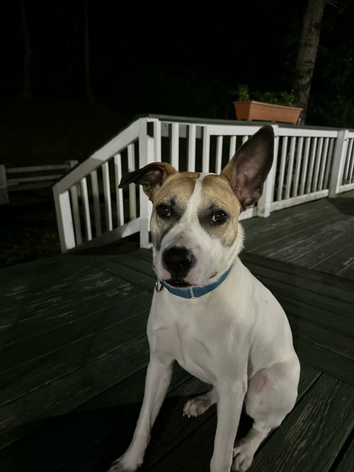 LUNA, an adoptable Unknown breed in Holbrook , NY