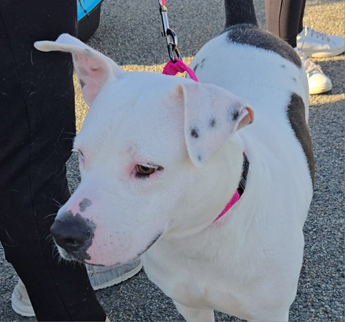 RIMA - Unknown available for adoption