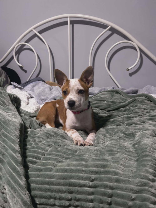 TOTO, an adoptable Unknown breed in Holbrook , NY