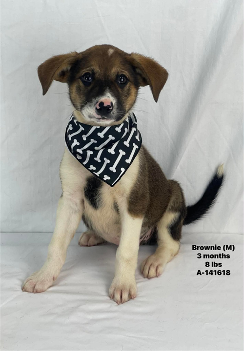 BROWNIE, an adoptable Unknown breed in Holbrook , NY