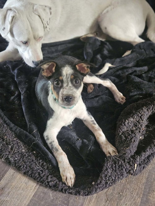 BISCUIT - PUP