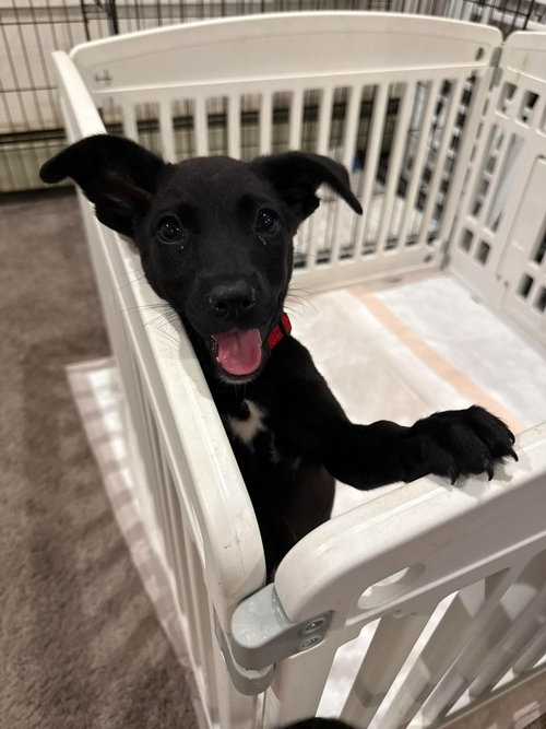 JESS, an adoptable Unknown breed in Holbrook , NY