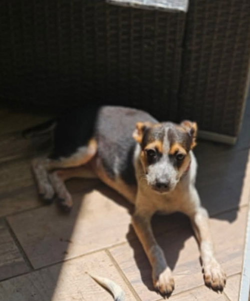 PENNY AKA PENELOPE, an adoptable Unknown breed in Holbrook , NY