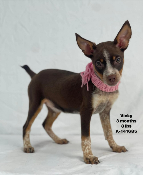 VICKY, an adoptable Unknown breed in Holbrook , NY