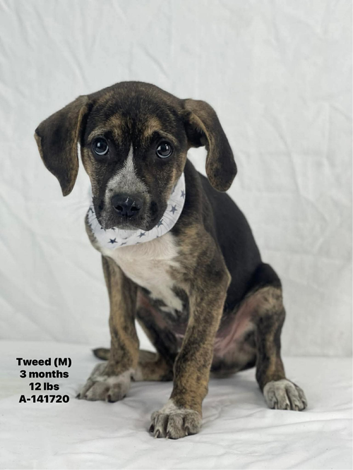 TWEED, an adoptable Unknown breed in Holbrook , NY
