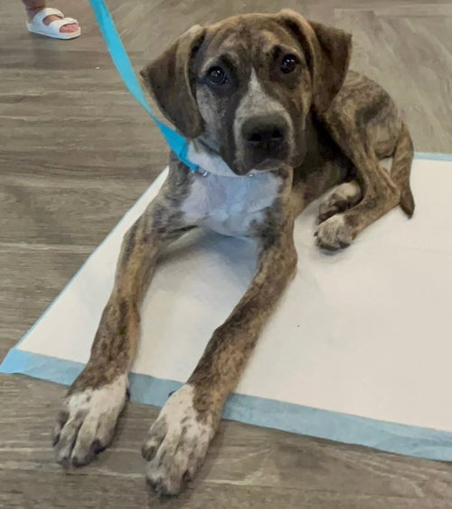 TWEED, an adoptable Unknown breed in Holbrook , NY
