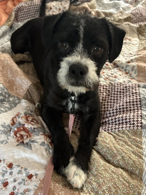 SESAME, an adoptable Terrier in Holbrook , NY