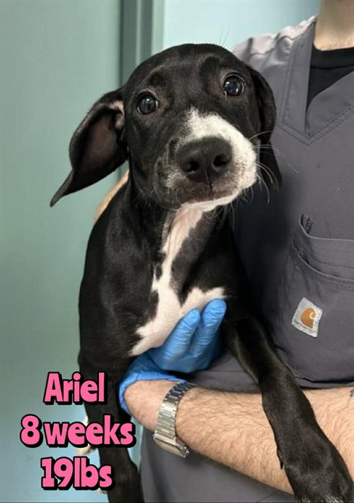 ARIEL
